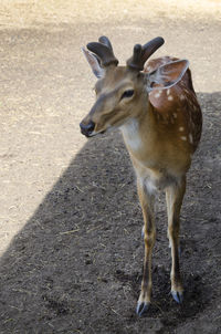 Deer standing on land