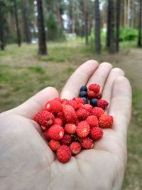 Midsection of person holding strawberries