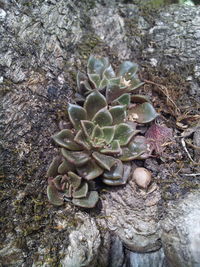 Close-up of stones on rocks