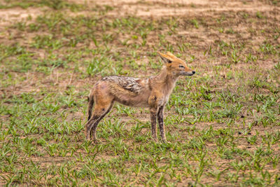 Fox standing on field