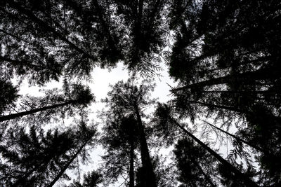 Low angle view of trees in forest