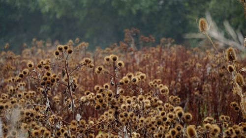 Close-up of plants on field