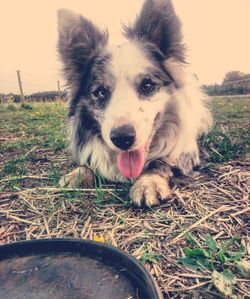 Close-up portrait of dog sticking out tongue on land