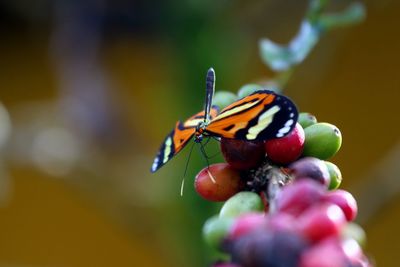 Close-up of butterfly pollinating flower