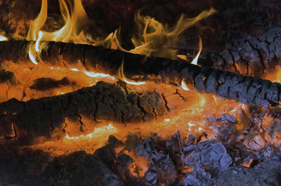 Close-up of turtle at night