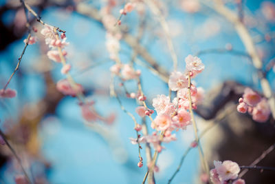 Low angle view of flowers on branch