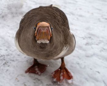 Close-up portrait of a duck