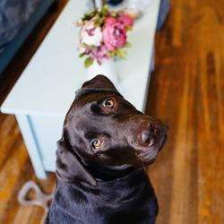 Close-up portrait of dog