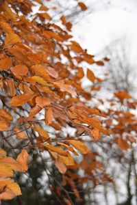 Close-up of dry maple leaves during winter