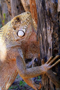 Close-up of a tree trunk