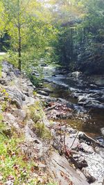 River flowing through forest