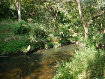 Scenic view of waterfall in forest