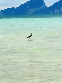 Bird flying over sea against sky