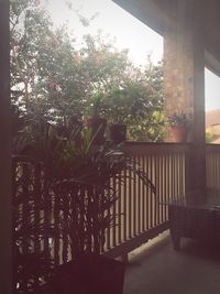 Flowering plants in balcony