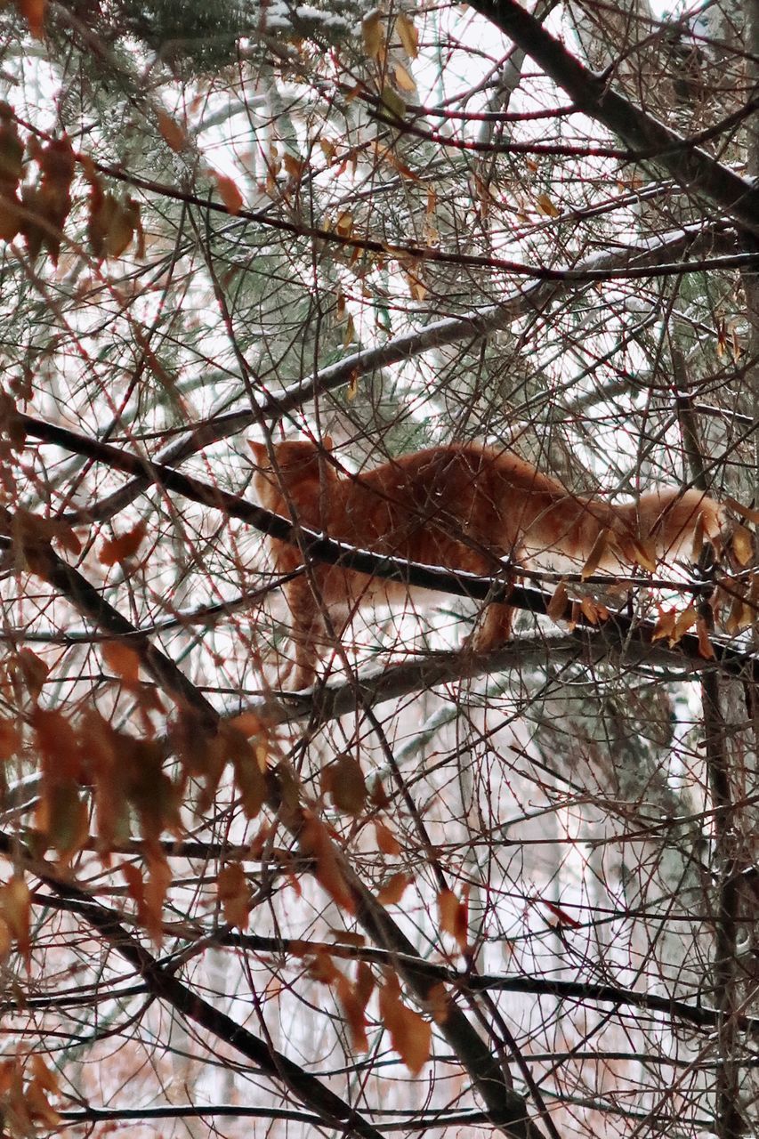 LOW ANGLE VIEW OF BIRD PERCHING ON BARE TREE