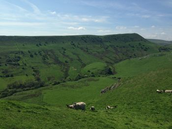 Cows grazing on grassy field against sky