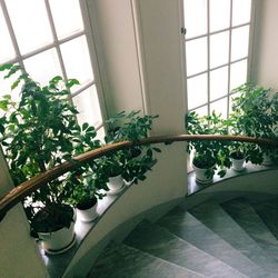 Close-up of potted plant on window sill