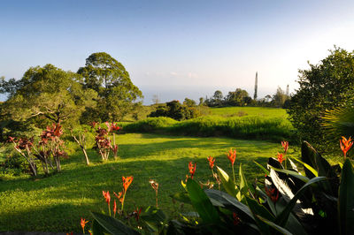 Scenic view of field against clear sky