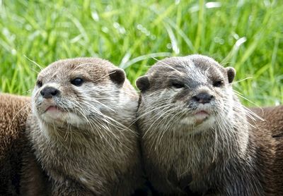 Close-up portrait of an animal