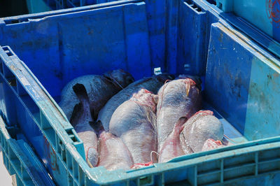 High angle view of fish for sale