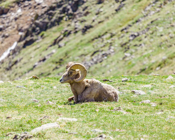 Bighorn sheep sitting on grassy field 