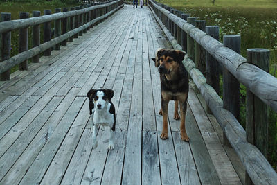 Portrait of dog on footbridge