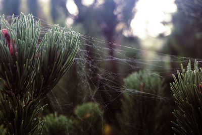 Close-up of wet spider web on plant