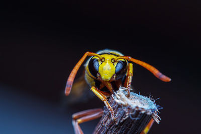 Close-up of spider on black background