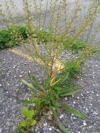 High angle view of plant on field