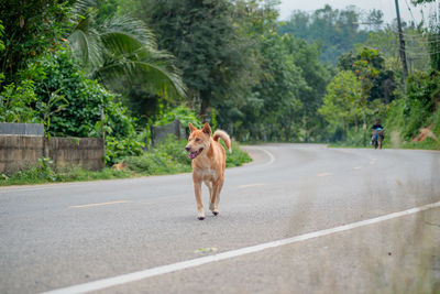 Dog running on road