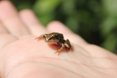 Close-up of hand holding leaf