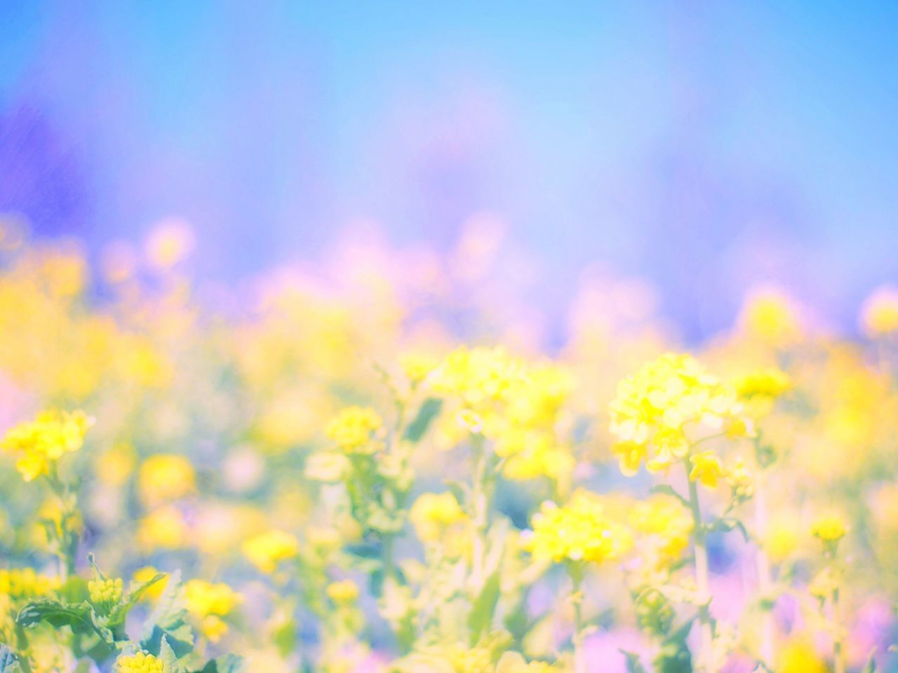 flower, yellow, freshness, growth, fragility, beauty in nature, petal, flower head, blooming, nature, focus on foreground, plant, close-up, selective focus, field, in bloom, blossom, stem, outdoors, springtime