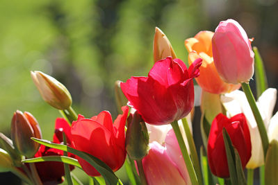 Tulips in the garden