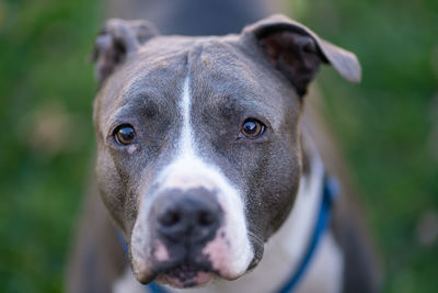 Close up of a pitbull looking at you with shallow depth of field