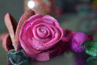 Close-up of pink rose