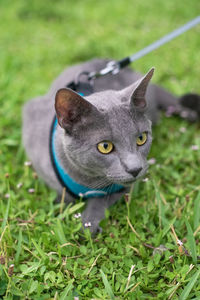 Close-up of a cat looking away on field