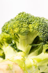 Close-up of green plant against white background