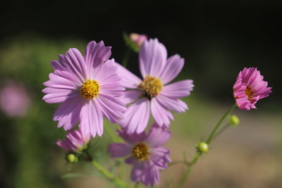 Close-up of pink cosmos flowers