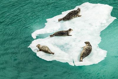 High angle view of birds in sea during winter