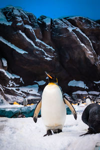 Penguin on beach