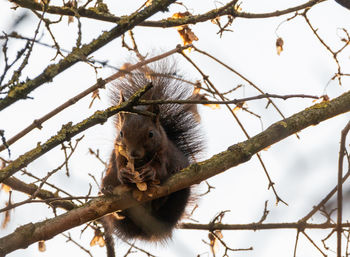 Low angle view of monkey on tree