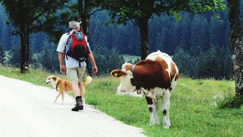 Rear view of man walking by cow and dog