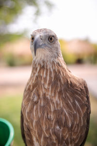 Close-up portrait of a bird