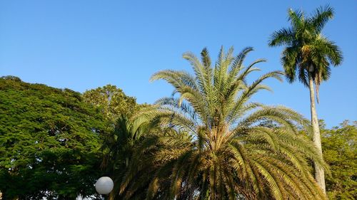 Low angle view of palm trees against clear blue sky