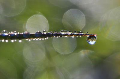 Close-up of water drop on leaf