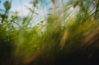 Close-up of crops on field