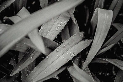 Close-up of wet plant