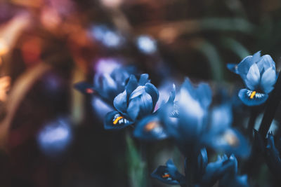Close-up of purple flowering plant