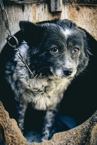 Close-up of dog sitting outdoors