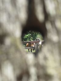 Close-up portrait of man seen through tree